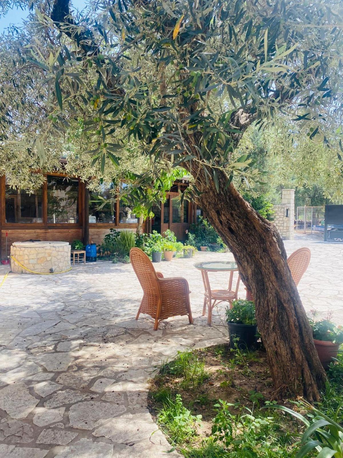 Irini'S Guesthouse 체파로 외부 사진